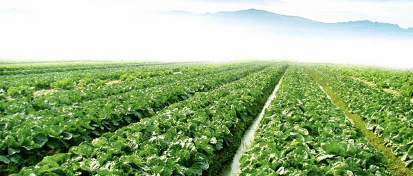 蔬菜基地,食堂采购